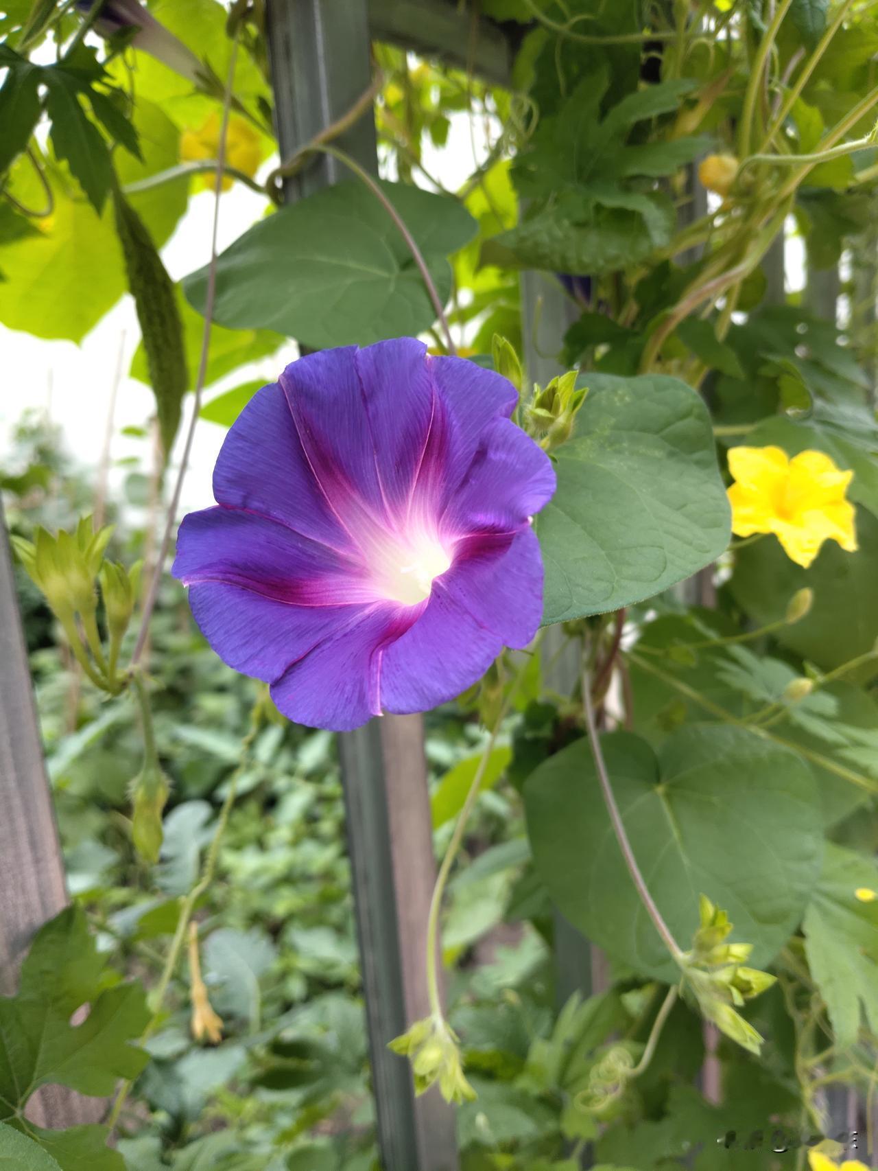 牵牛花
高举喇叭唱东篱，
金花陪伴紫亦奇。
朝颜绚烂动心魄，
请续句……
（呢喃