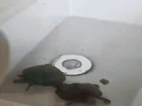 妈妈都是一样的，
无论什么生物。