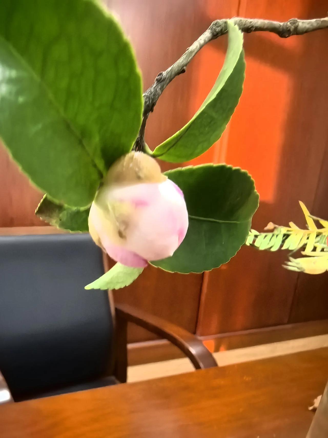 今天天气真好～
傍晚的阳光，
照进了生野安室～