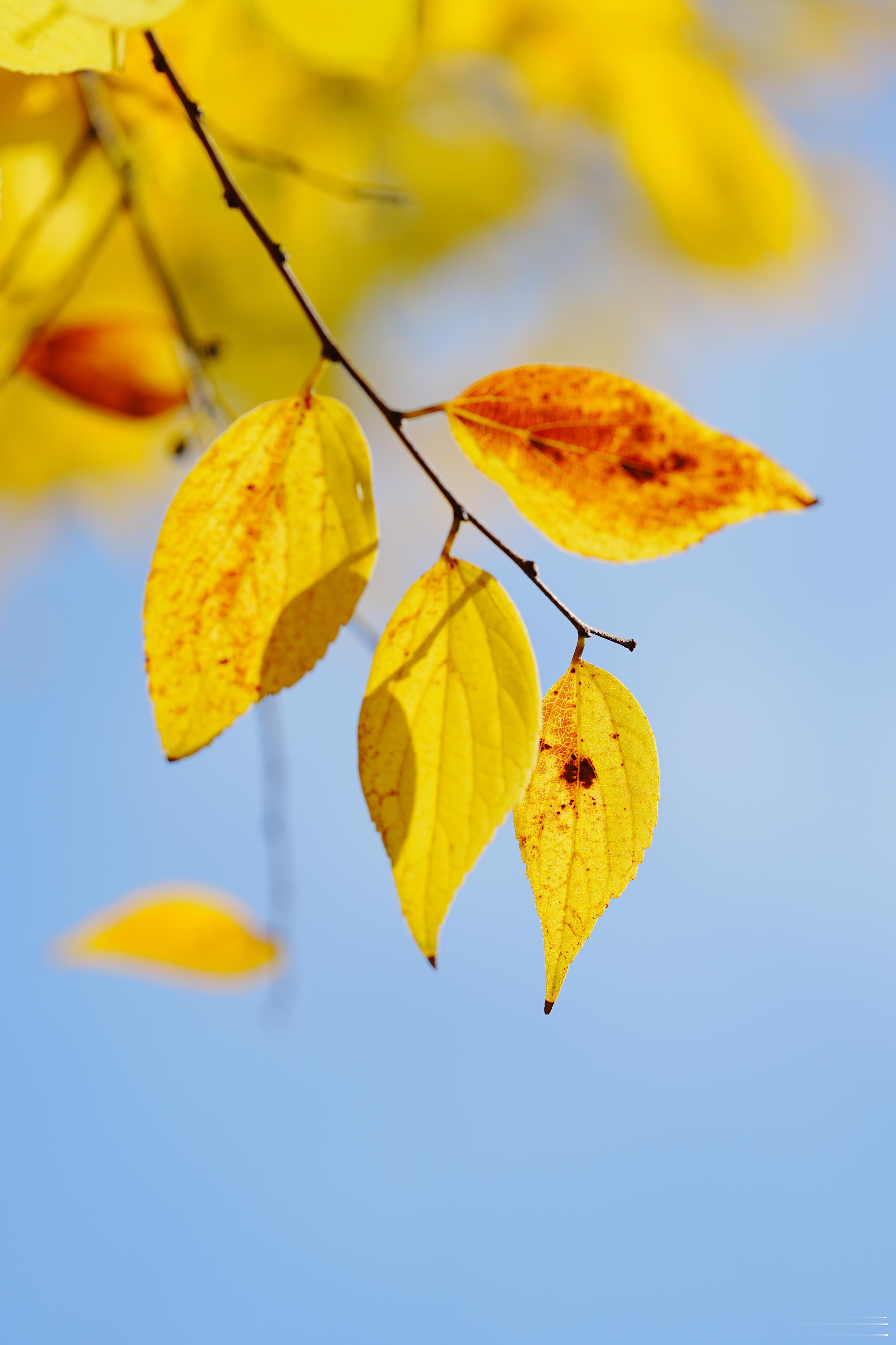 叶缀秋阳，晕开季节的暖。已入冬。蜗的摄影日记出片事务所