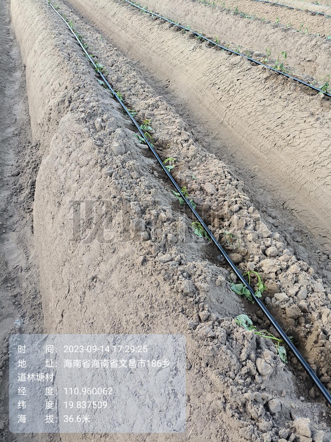 新手种红薯应注意什么

新手种红薯核心注意事项（简单易懂，少走弯路）

一、选地