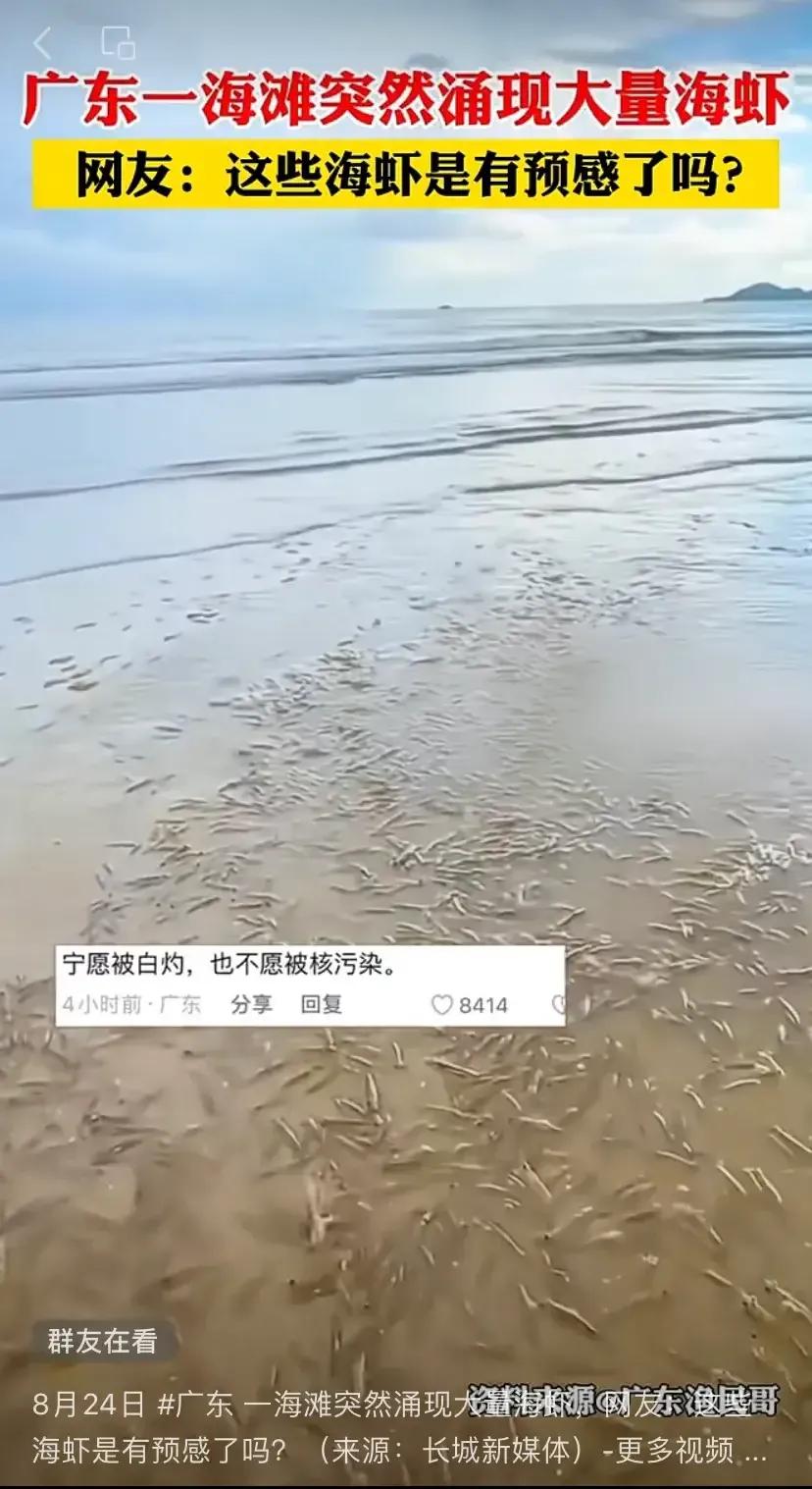 这个必须要好好研究一下，这些海虾的出现，是不是因为日本核污染水排放原因导致的？如