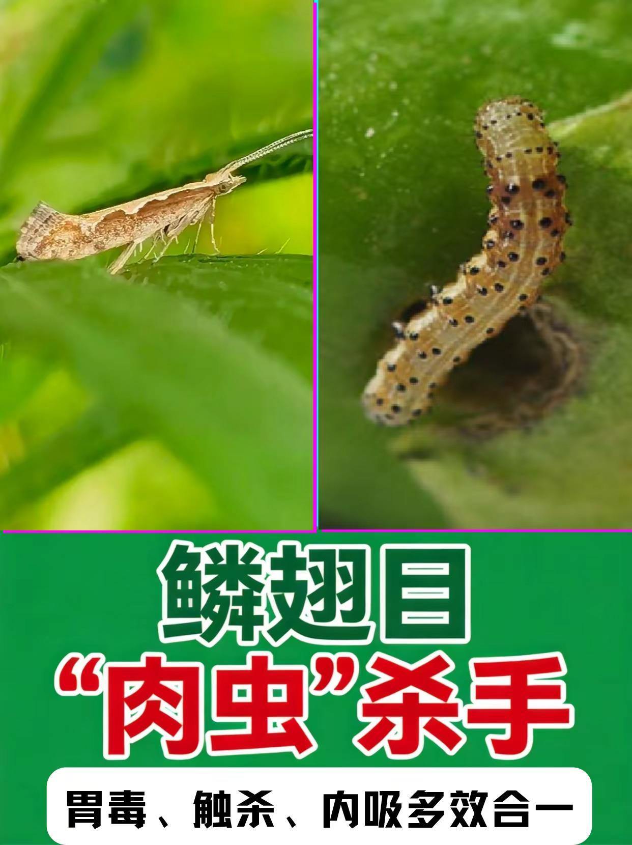鳞翅目“肉虫”杀手。鳞翅目 害虫 肉虫