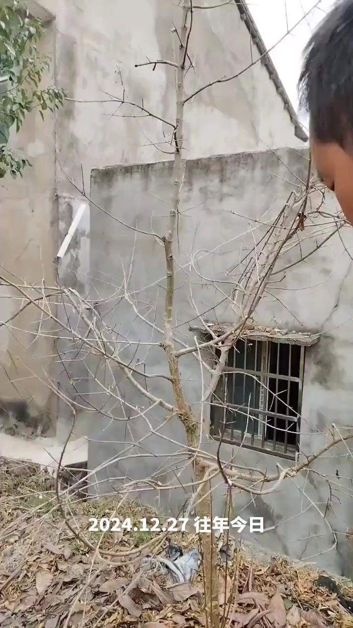 石榴树怎么修剪？🌿石榴树修剪其实不难，掌握这几个要点就行～
基部萌发的枝条要及