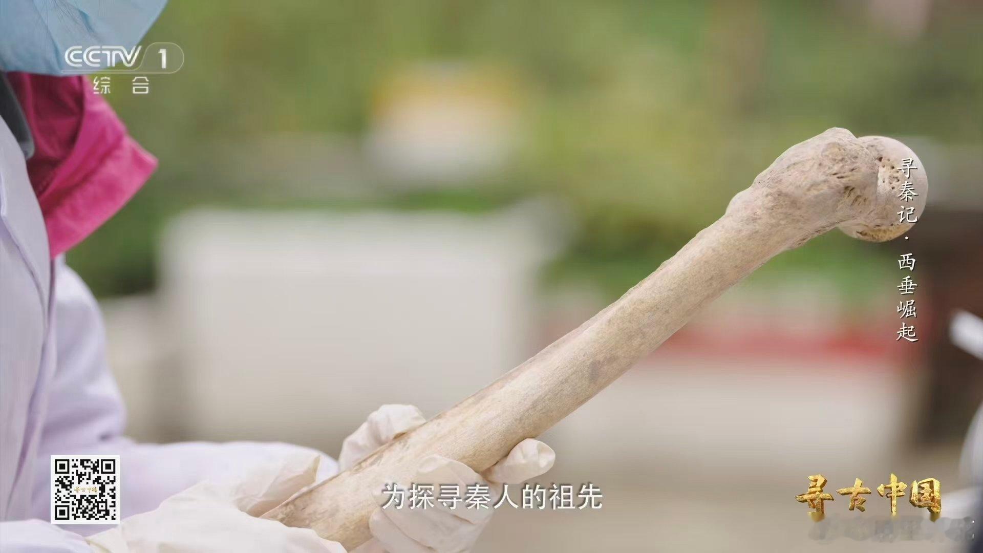 研究发现秦人鼻子宽面形低秦人的祖先从哪来 考古实证秦人起源！甘肃李崖遗址的商式陶