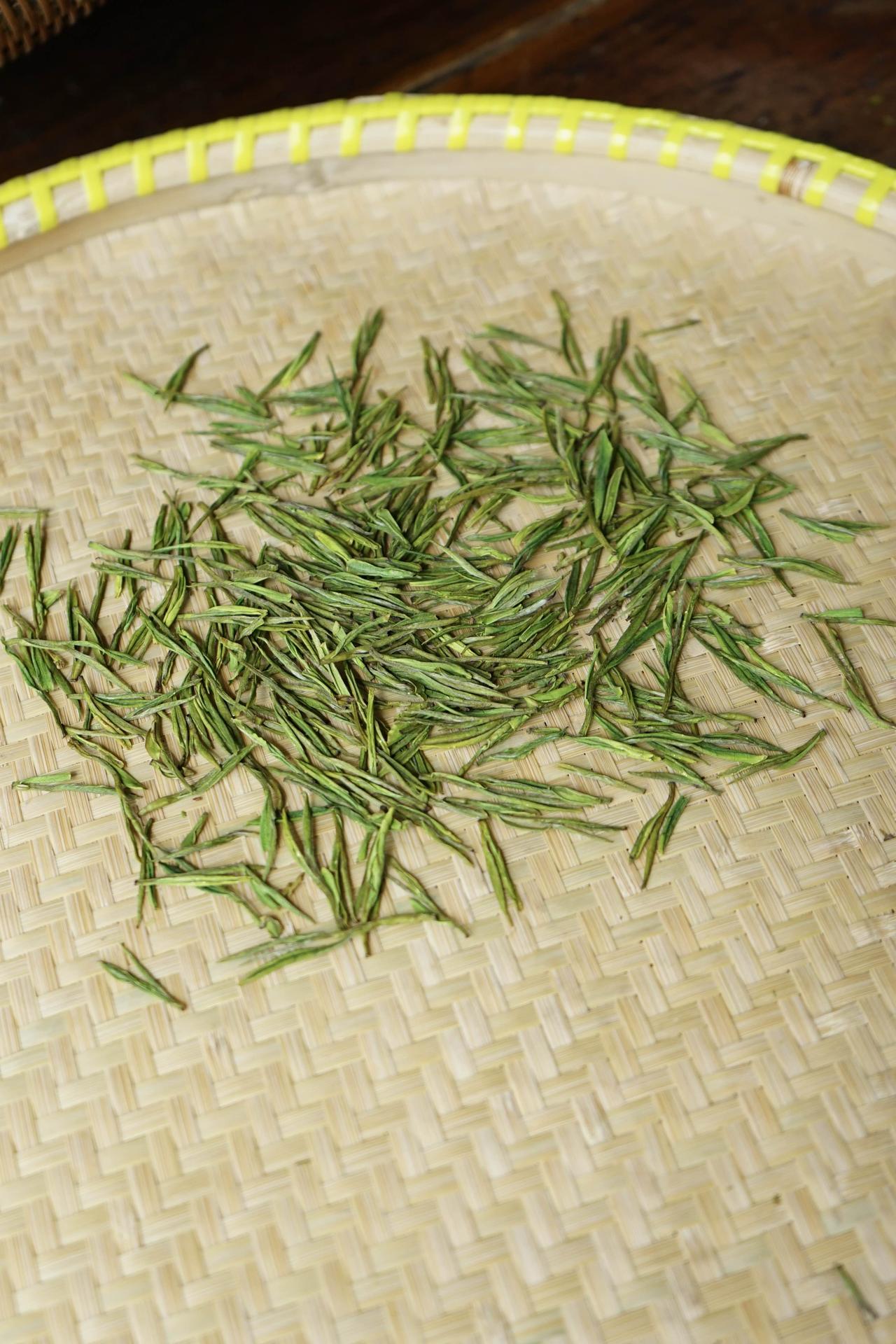 4月6日的安吉白茶，足烘到位了。
叶子比前一天又大了一些，
连续两天高温晴天，叶