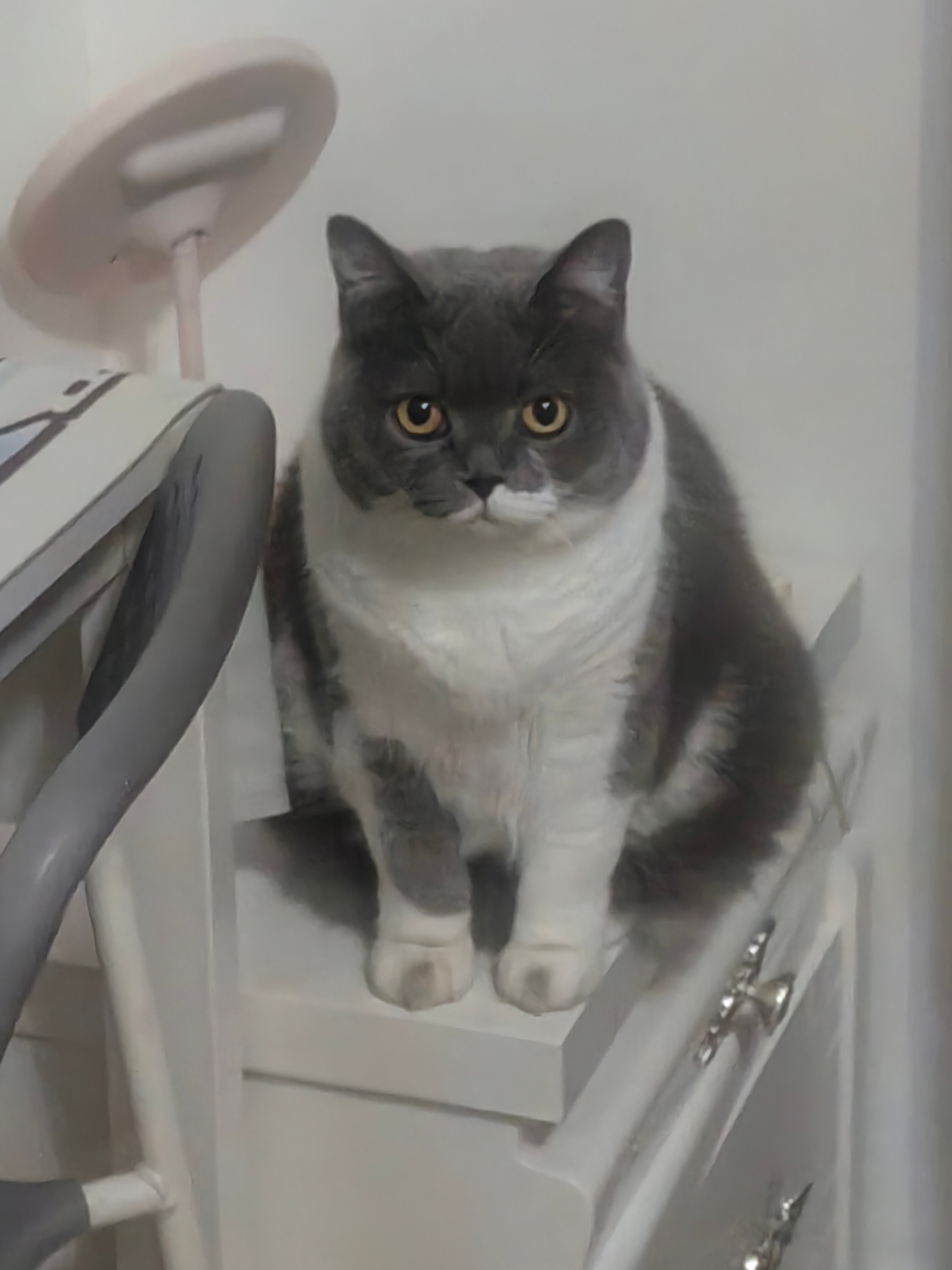 出去上厕所忘记关门了 回来发现室友的猫就这样趴在我桌子上看着我 赖着不走了 