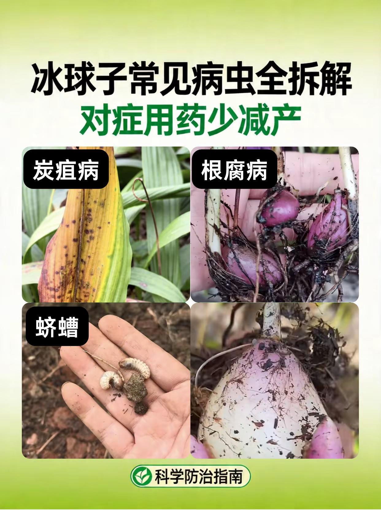 冰球子常见病虫全拆解，对症用药少减产！。冰球子 病害 虫害