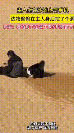 男子正坐在沙滩上专注的玩着手机，没想到自家养的调皮边牧偷偷地在主人身后挖了个坑，