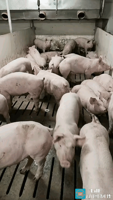 哈哈，笑不活了近日河北某养猪场里的一只猪，只要饲养对着它勾勾手，它就会马上屁颠屁