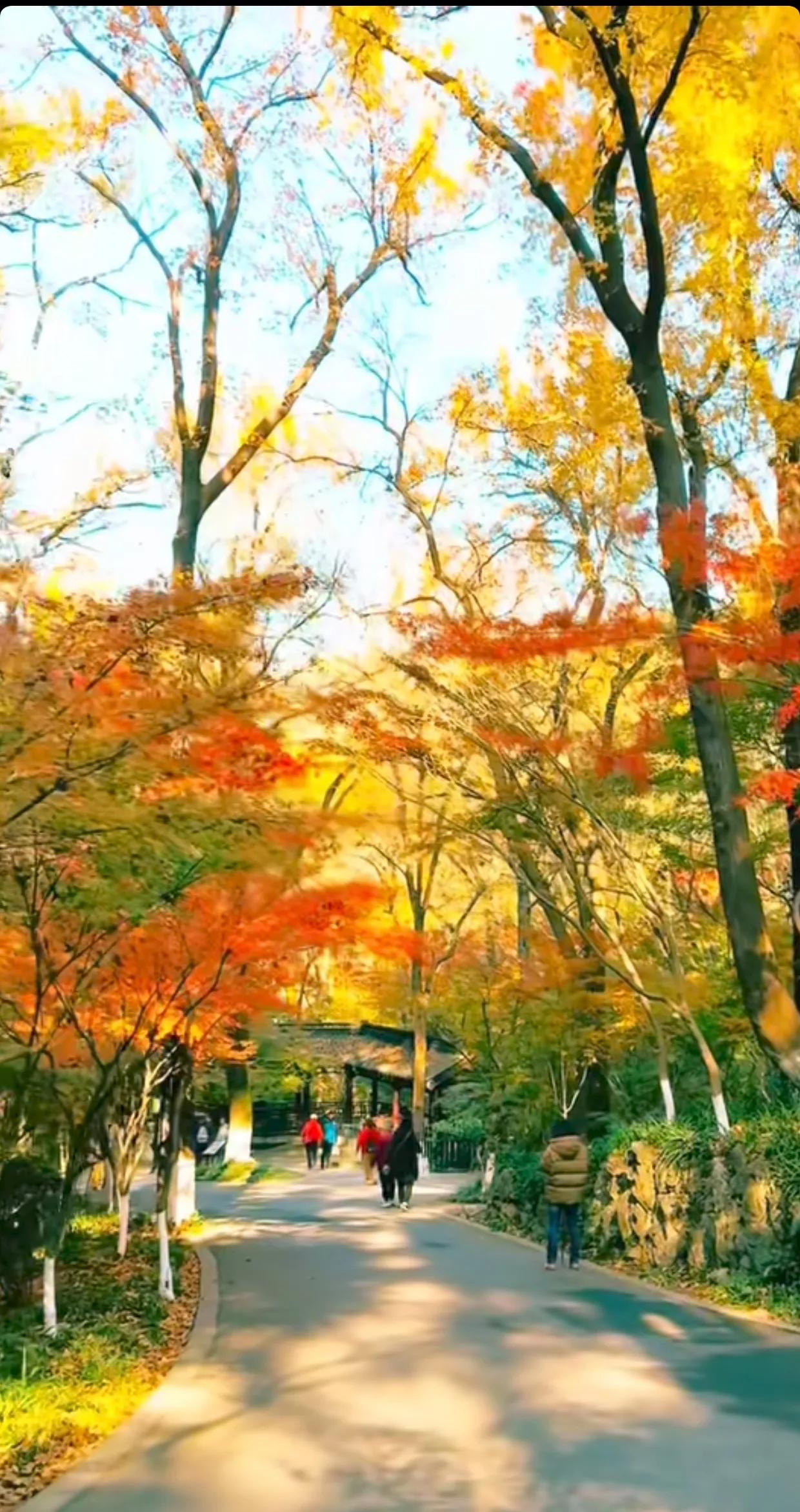 南京栖霞山层林尽染，红叶飘飘，宛如油画般绚烂。深秋时节，诗意盎然，美不胜收。南京