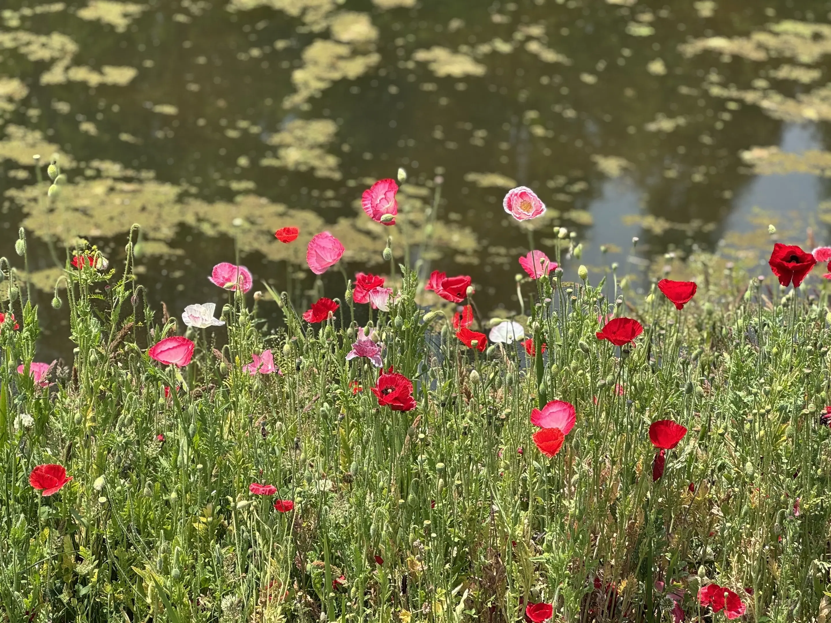玩法合伙人计划 生活的美无处不在走进大自然放松心情 自然之美摄影日记 ...
