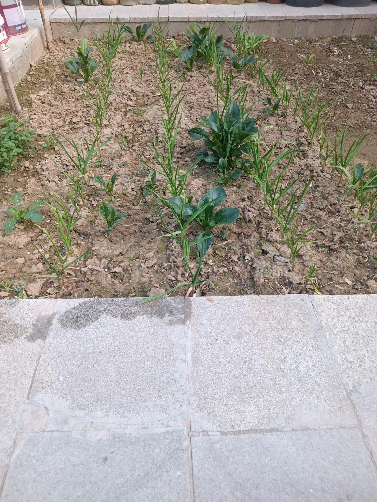 🌱 我的小菜园成长日记
 
谁懂啊！从一片空土到满畦青绿，这方小天地藏了我一整