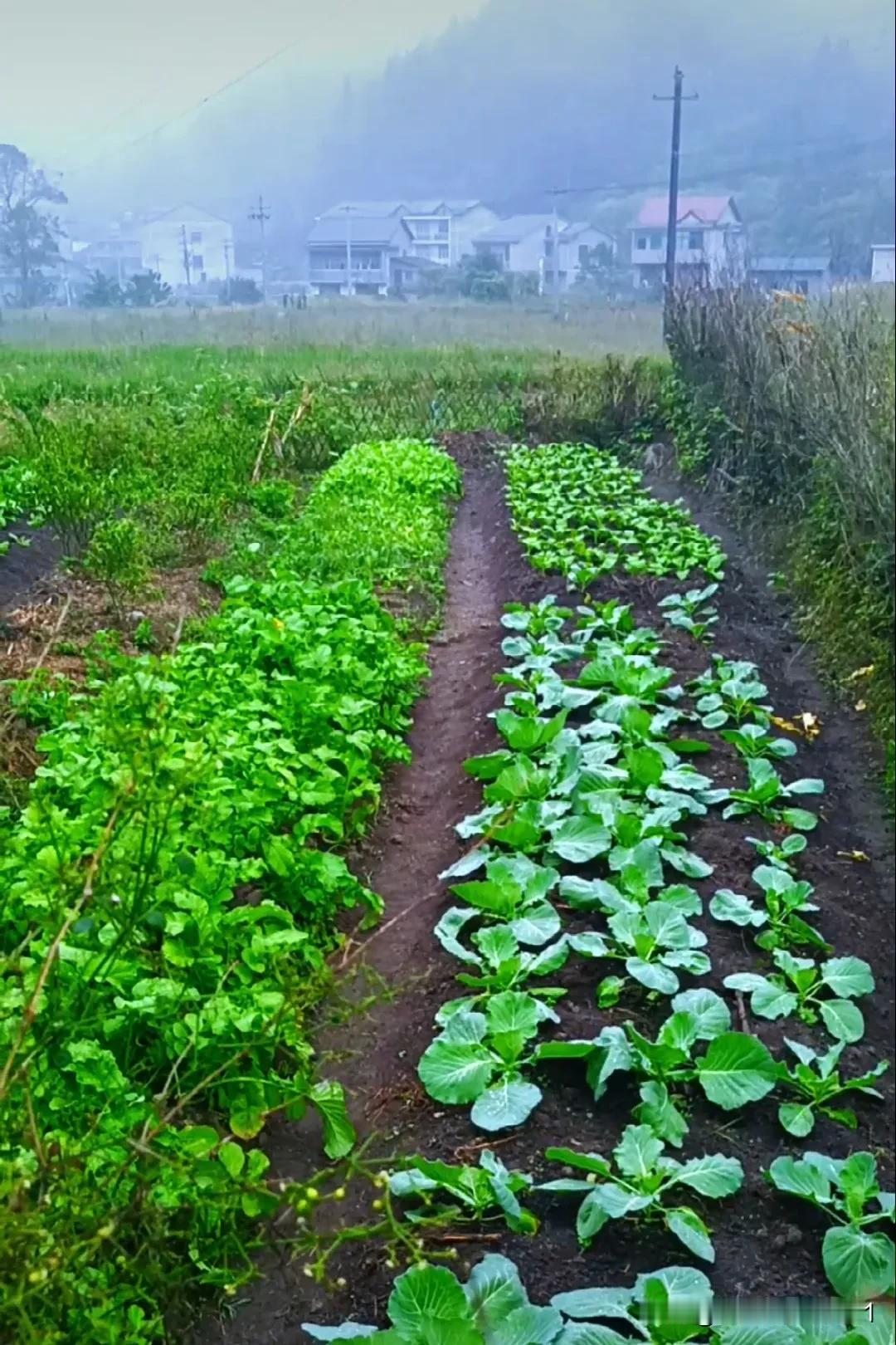 山路崎岖向远方，青山绿水映山光。
大山深处的自然美景，很适合大都市的网红前来打卡