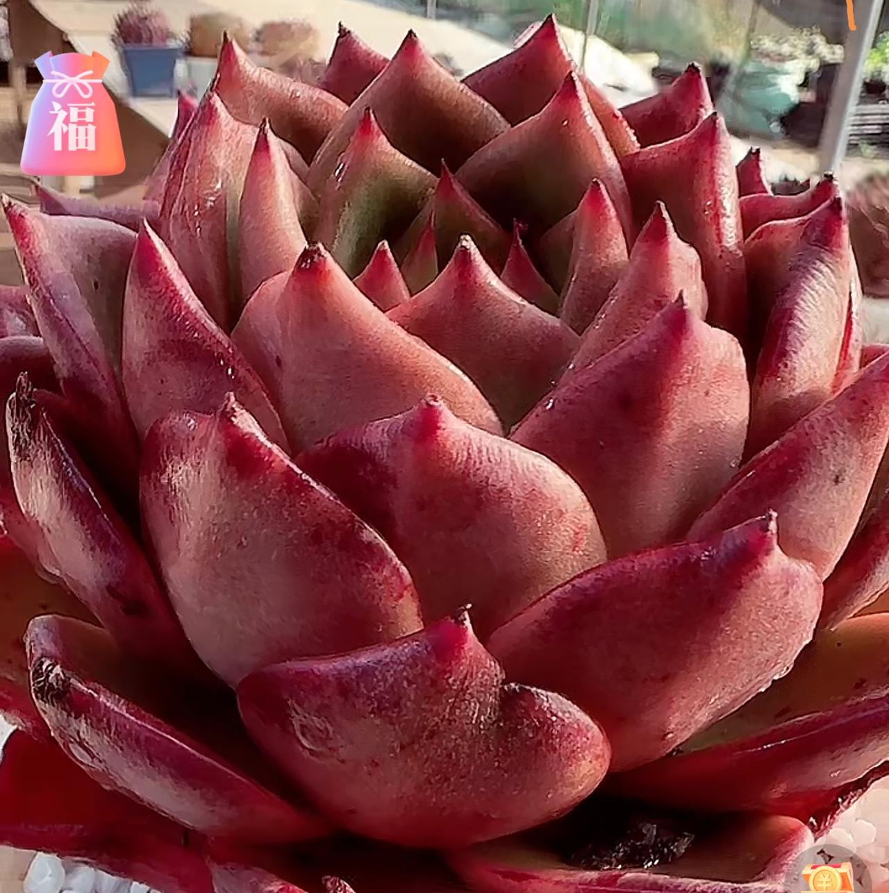 熊市里赚钱的人才是高人真正的悟道之人，现在其实也不是真正意义(传统的齐涨牛市)，