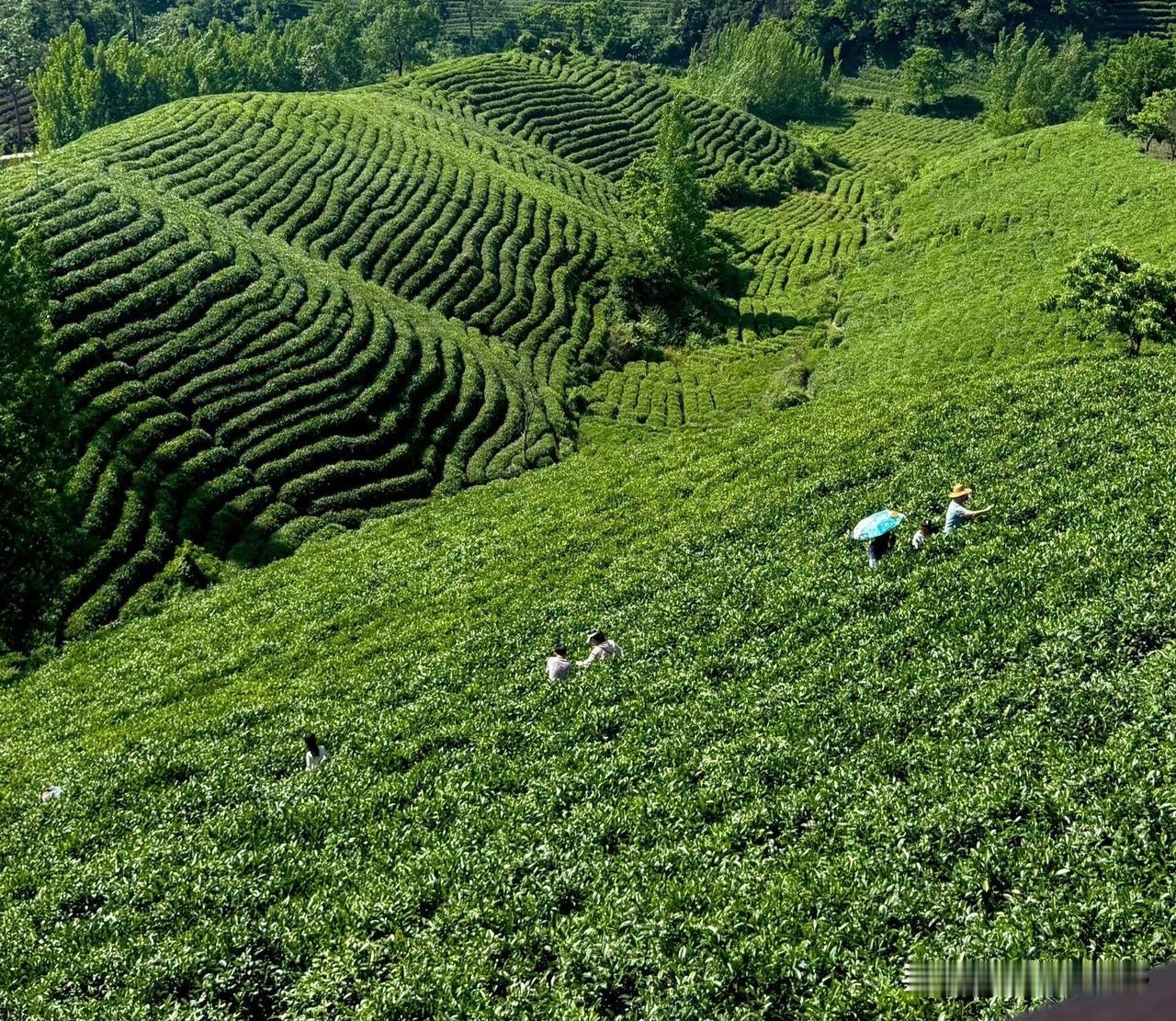 茶园里的劳动美，绿意盎然，收获满满分享饮食的快乐时光 户外田园茶园 茶园照 茶园