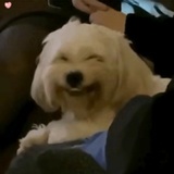 赵冬热聊汽车