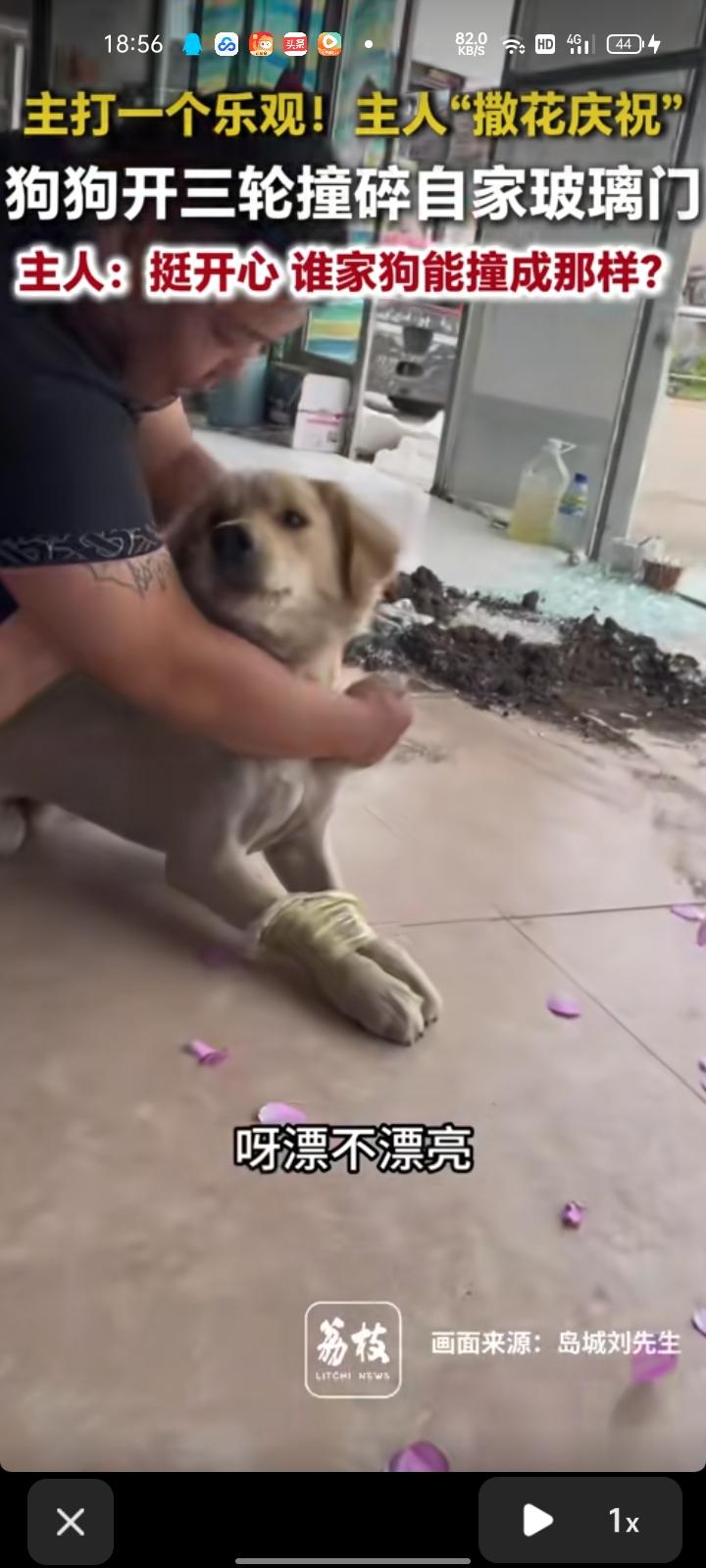 6月6日，青岛莱西市。网友发视频称，因为三轮车钥匙没拔，狗狗上车踩到油门撞碎自家