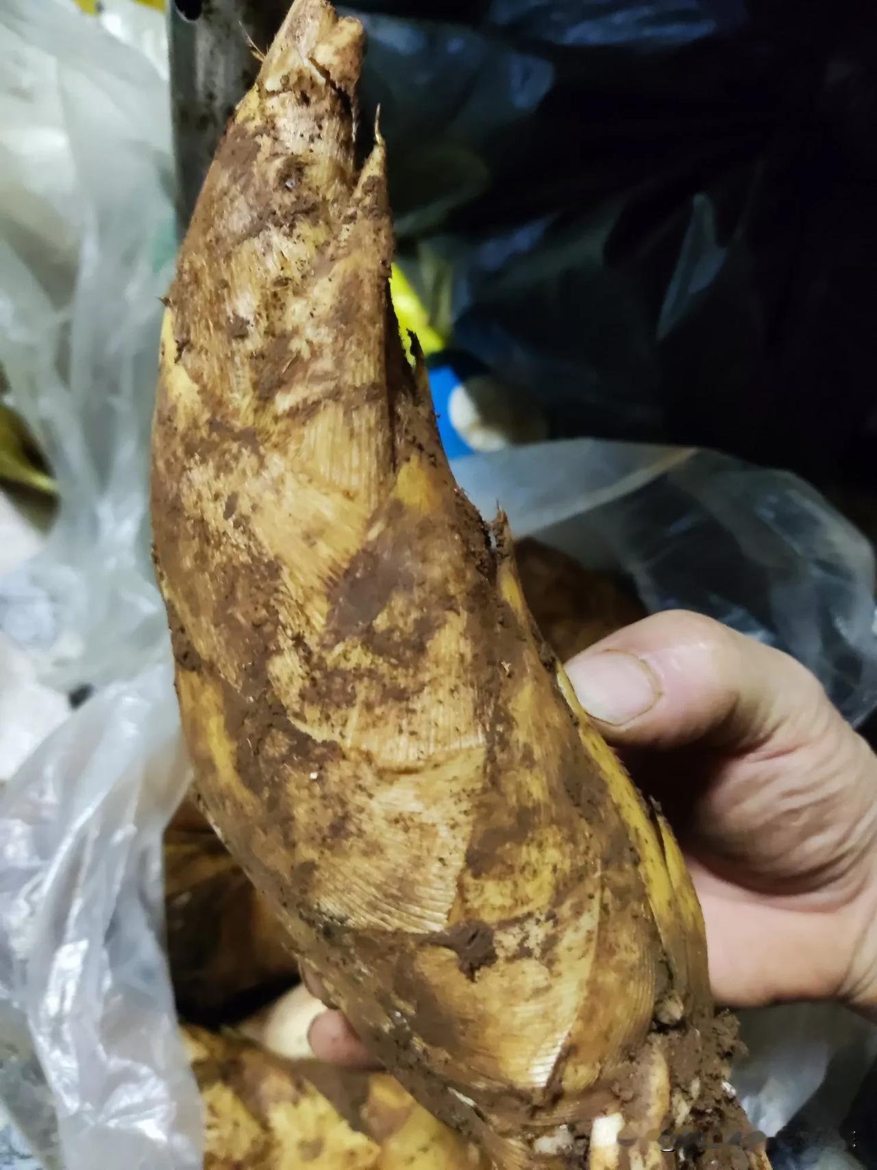 今天老爸挖的超级精品大货冬笋，一斤的大货，要的和我说，这个自己吃或者送人非常好你