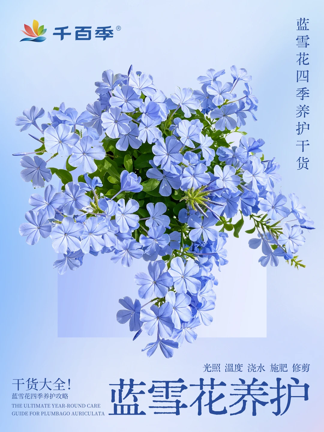 蓝雪花全年养护｜春夏秋冬养爆花一次吃透