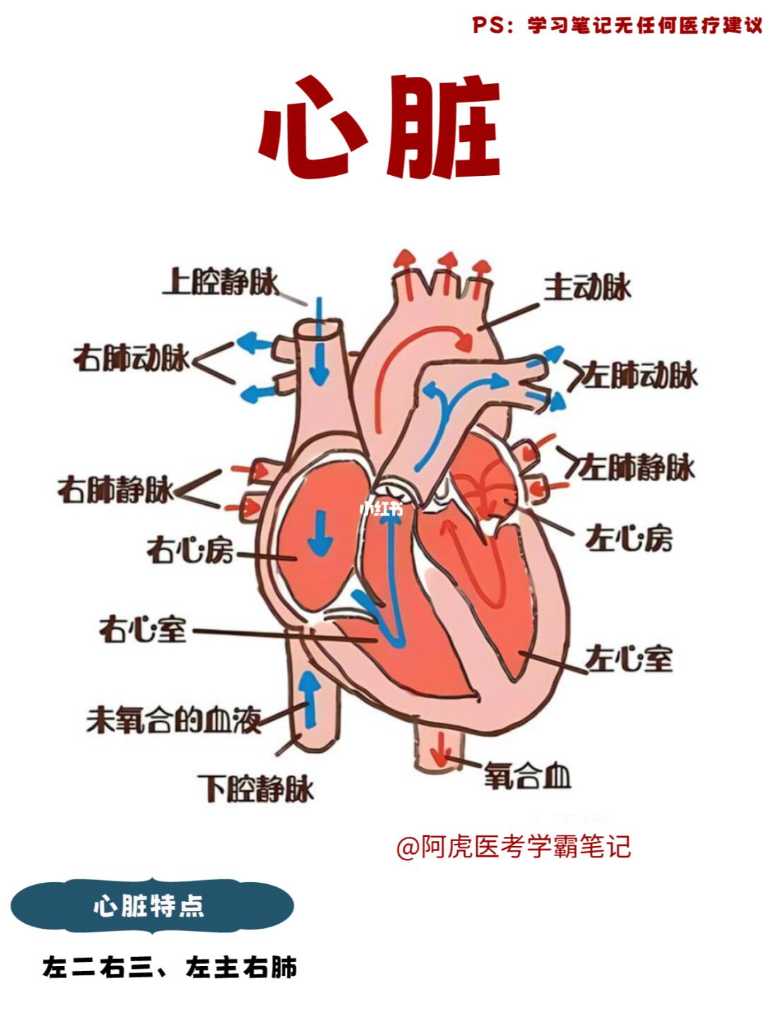 阿虎医考学霸笔记📒：认识心脏