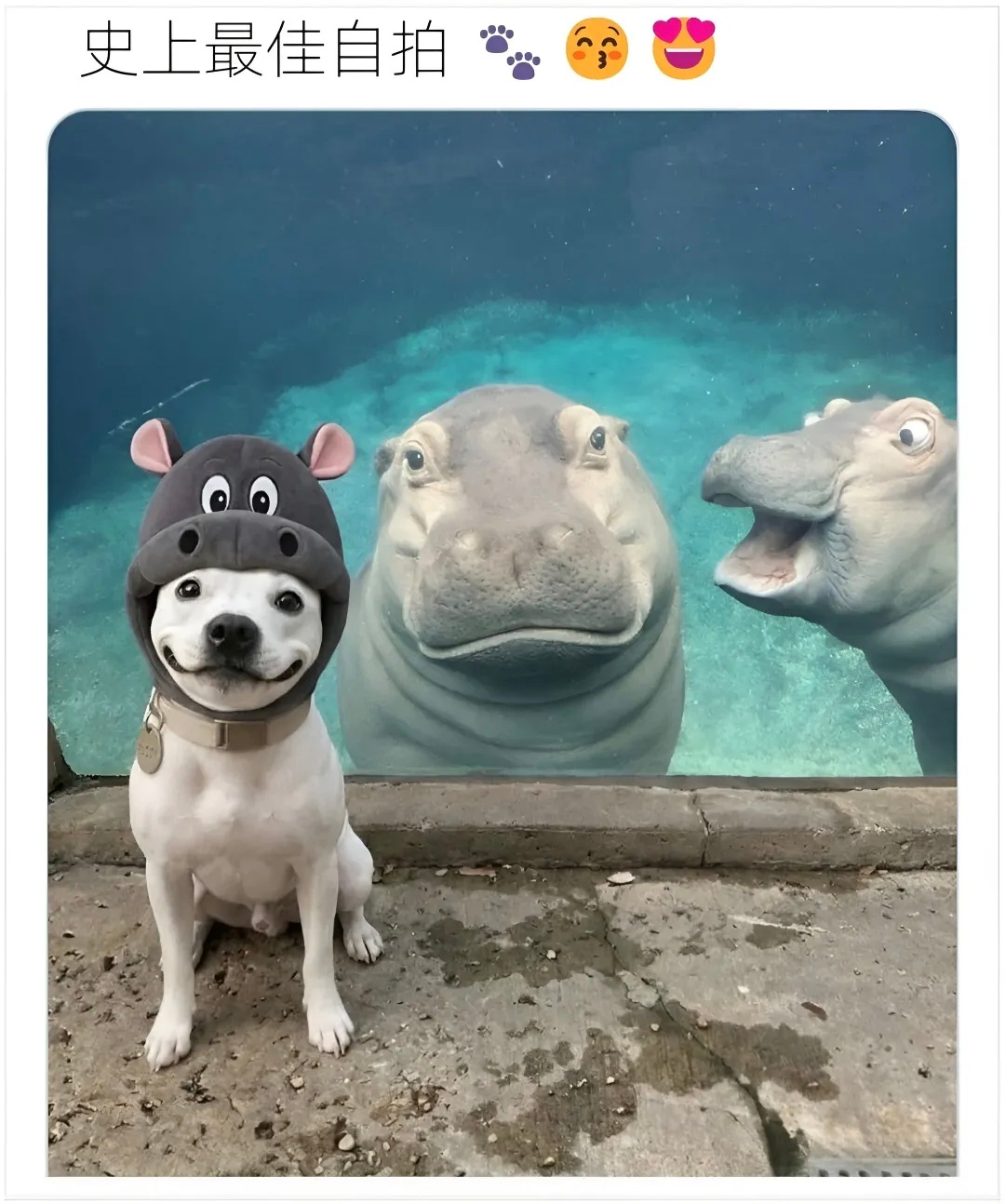 🐾 