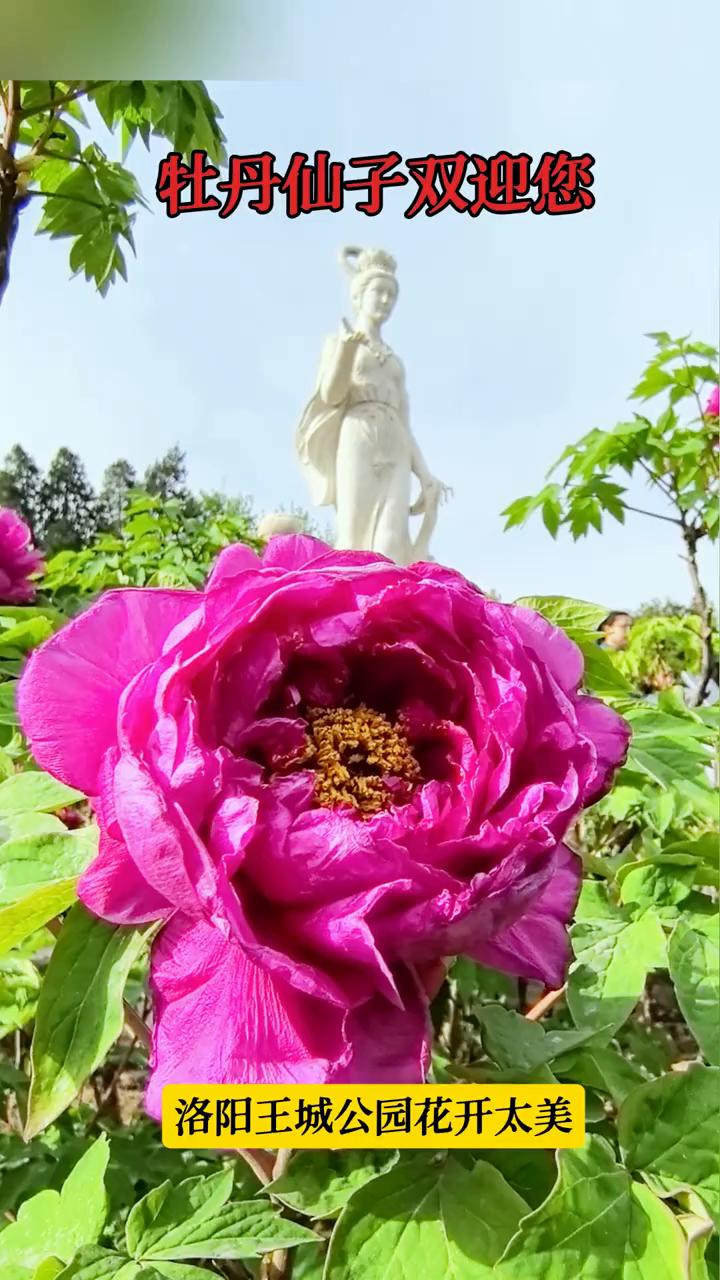 牡丹仙子双迎您，洛阳王城公园花开太美。