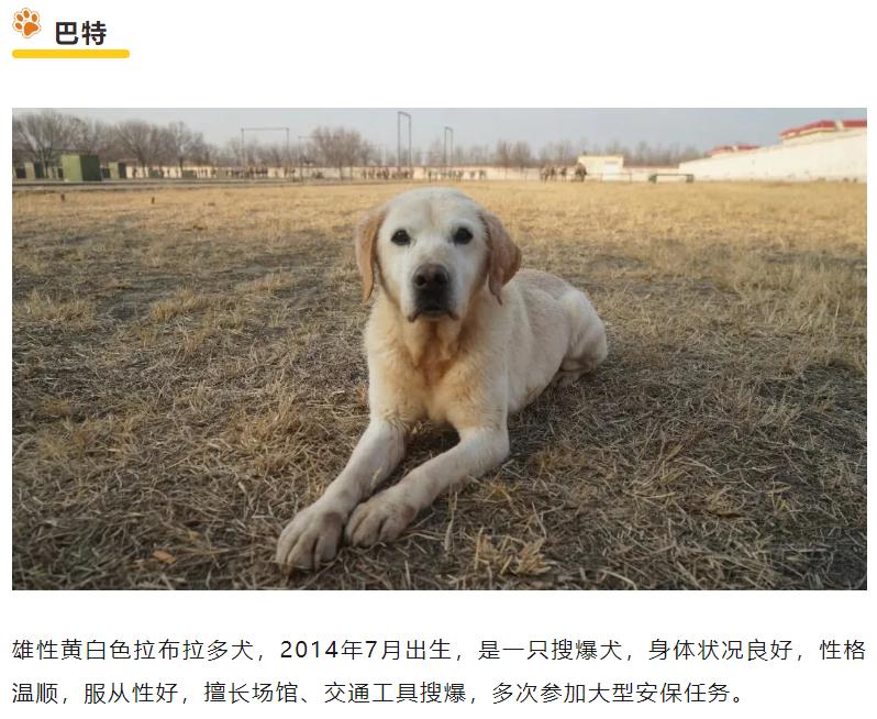 【6只退役军犬待领养】为6只退役军犬找新家 近日，武警第一机动总队6只军犬因犬龄