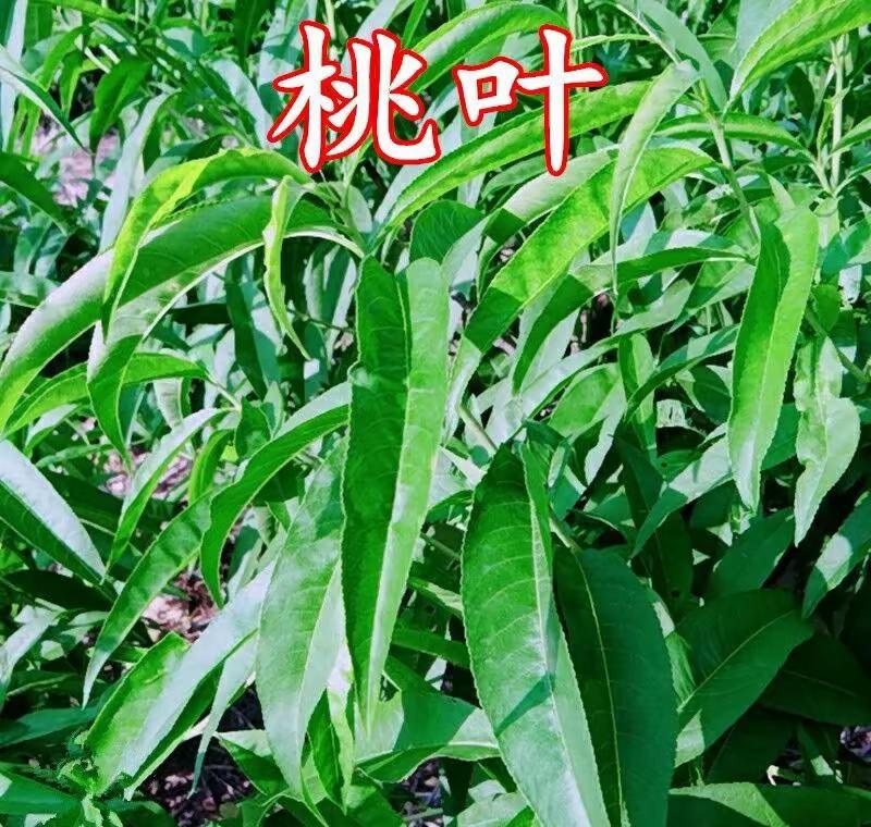 西部对决G2雷霆122:113力克马刺，大比分1：1扳平，全场比赛亚历山大30分