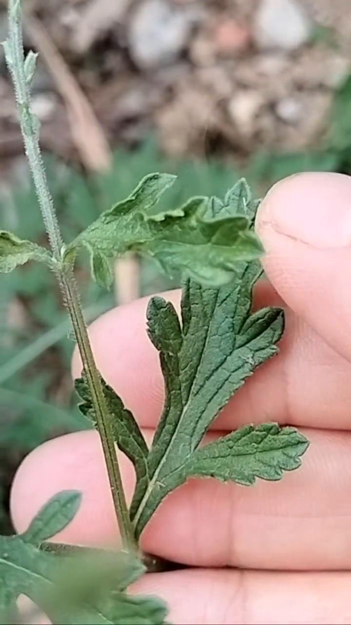 马炮草。
请注意看，如果你在农村的房前屋后或者马路边看到这种植物，那你可千万别把