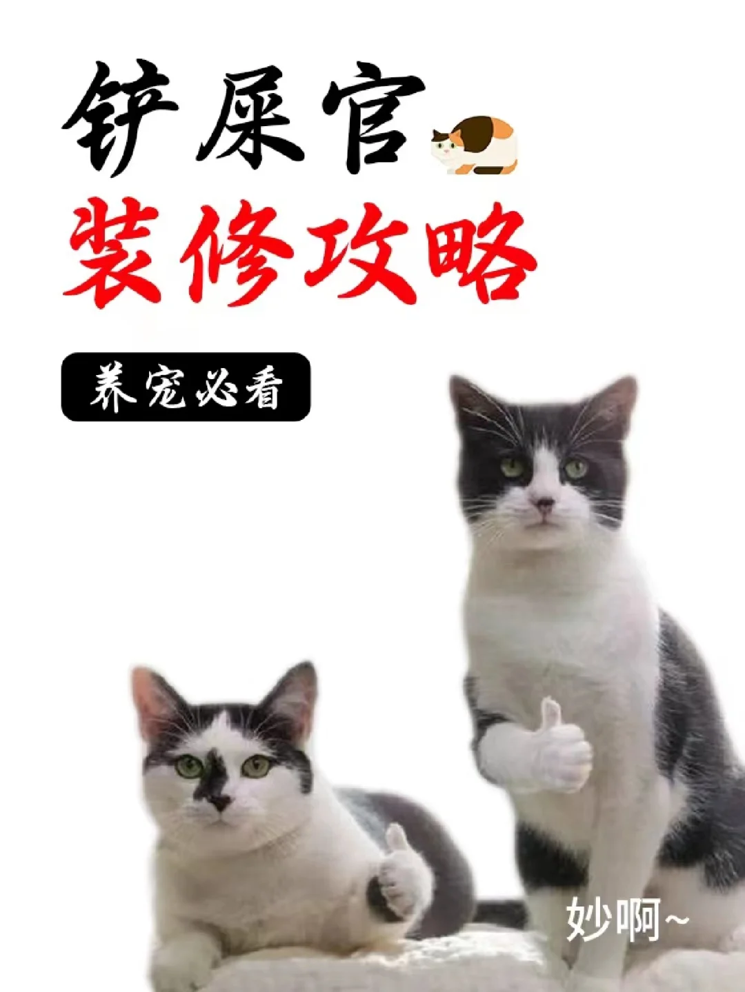养猫家庭，装修时只需要做好三点