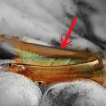 1997年，一名23岁的巴西男子在亚马逊河岸小便时，一条只有半指长的小鱼突然跳出