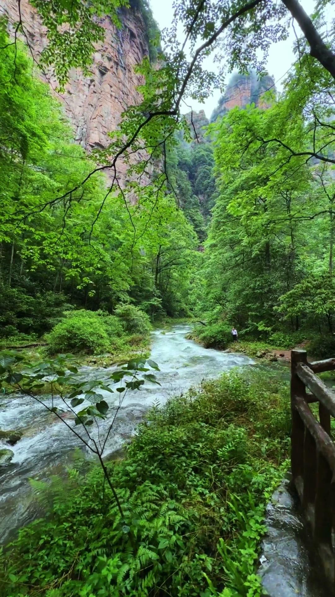 张家界的溪谷美到失语，金边溪的水清澈见底，阳光洒在水面上波光粼粼，像撒了一把碎金
