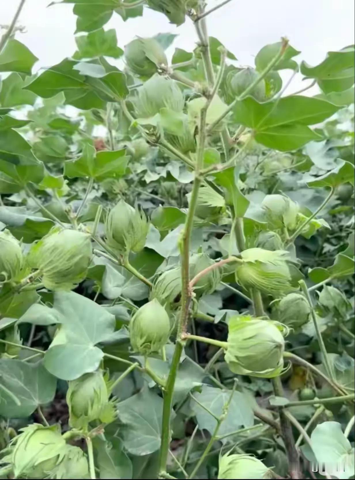 这是啥植物啊？这种果实能吃吗？第一次看到，有谁知道给科普一下呗？