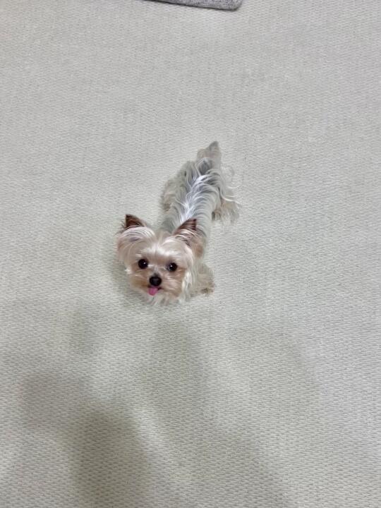 🐾｜救命、我家地毯上长狗了！