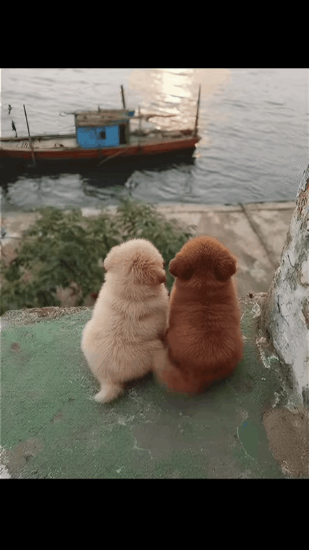 两个小毛球：最好的陪伴，是并肩看同一处风景。