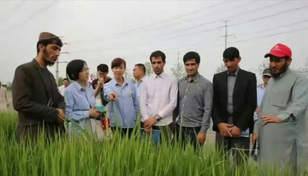 战争鸦片贩子滚了，文明来了，阿富汗开始种水稻了。 ​​​