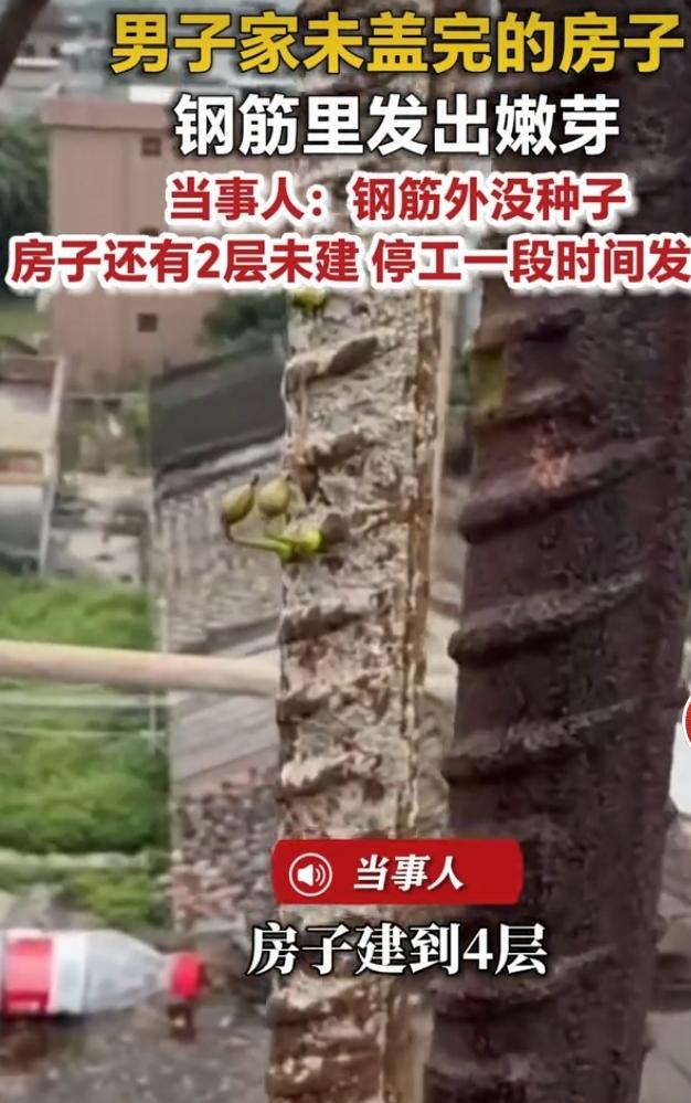广东揭阳一男子家没盖完的自建房，钢筋居然发芽了，这事一曝光就火了。男子回应说，房