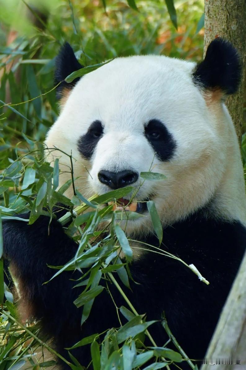 生活中藏着超多冷知识，看完颠覆认知！  

国宝大熊猫每天狂炫30公斤竹子，难怪