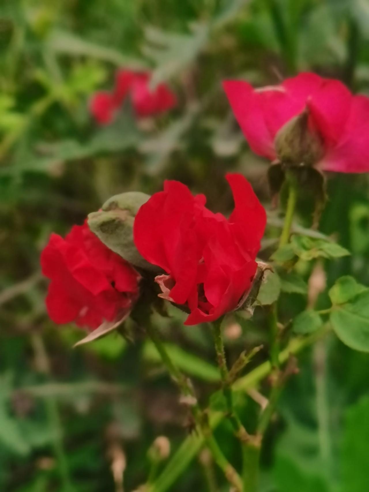 #秋日生活打卡季#秋日的小花格外惊艳