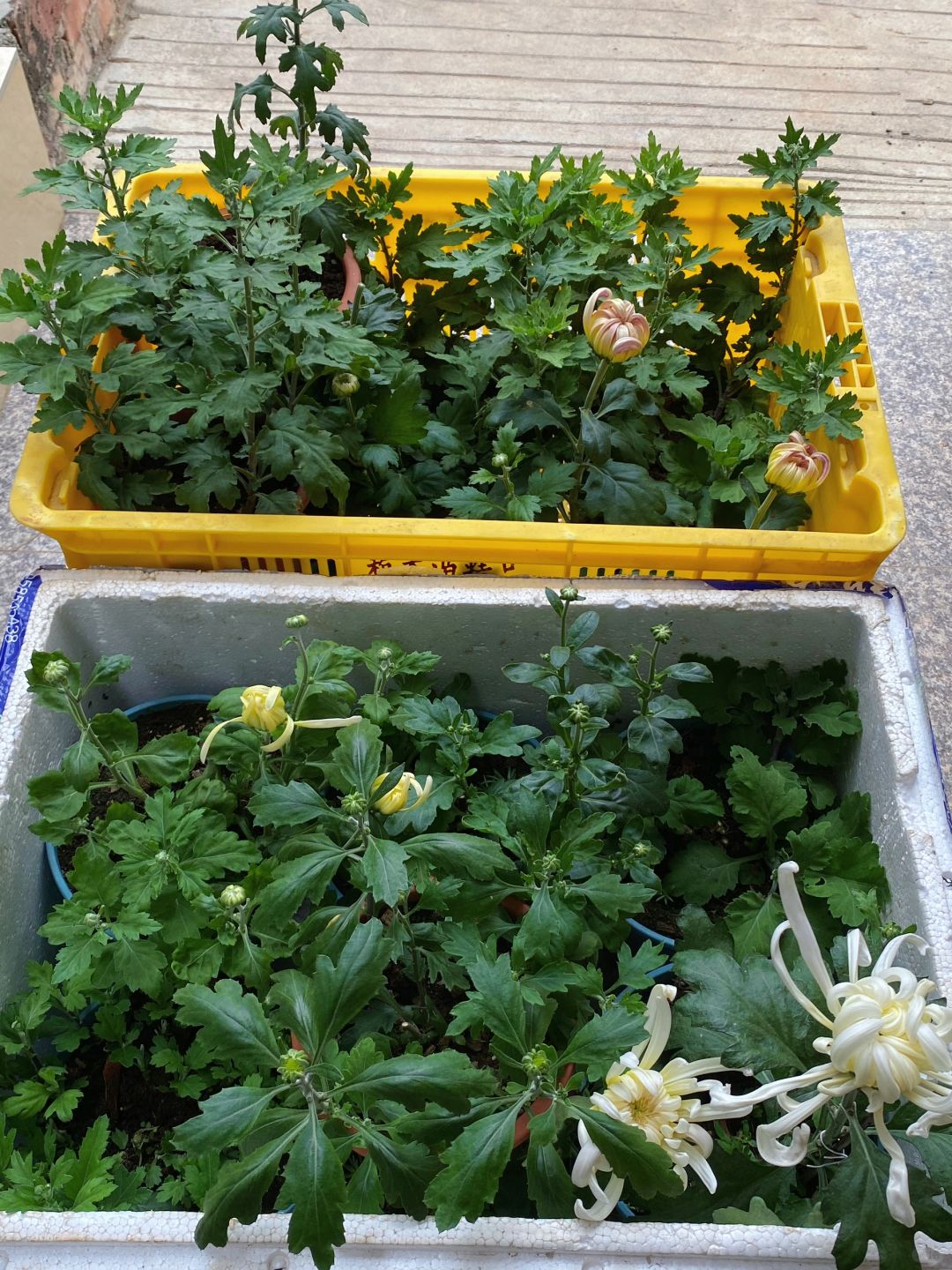 一时种花一时爽！一到夏天就更爽！（简直Omg）