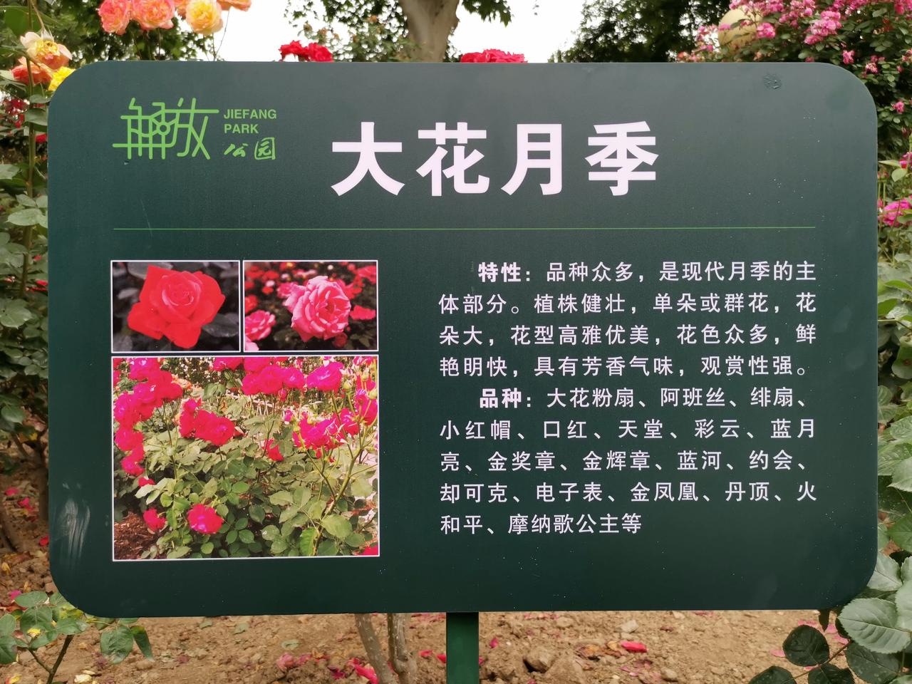 #公园随手拍花朵#   大月季花