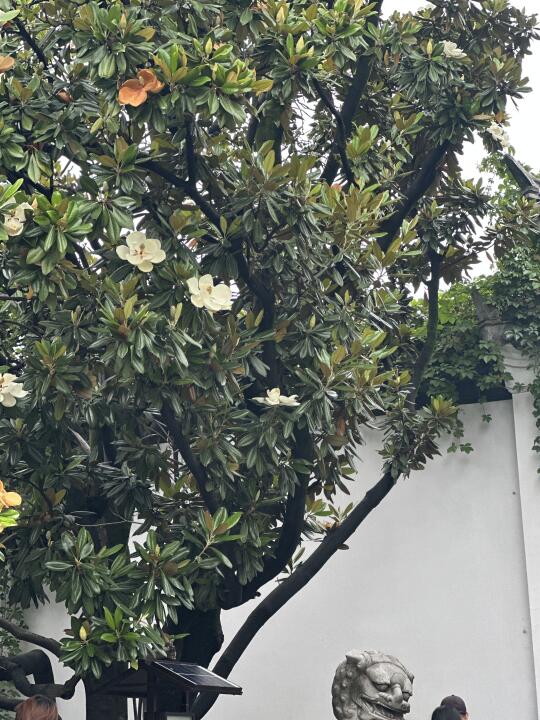 一颗会开花的树 白玉兰 家门口的树开花了 同一棵树上开出了不同的花 石楠花