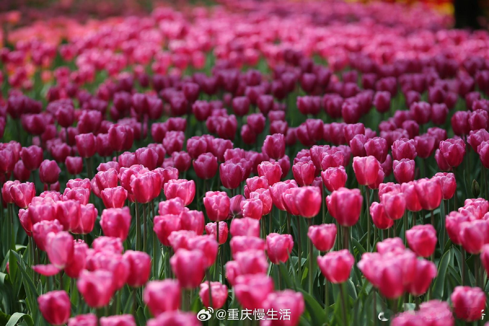 #重庆太寺垭公园万花盛开# 【藏不住了！真嘟好美啊！】要说重庆春日顶流是什么？郁