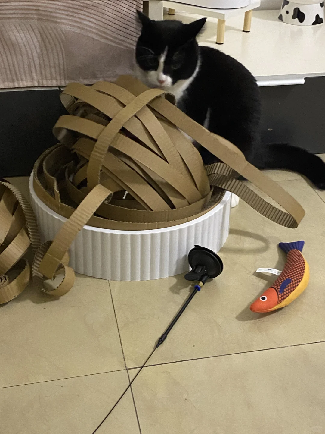 猫抓板：你是我见过最book思议的猫