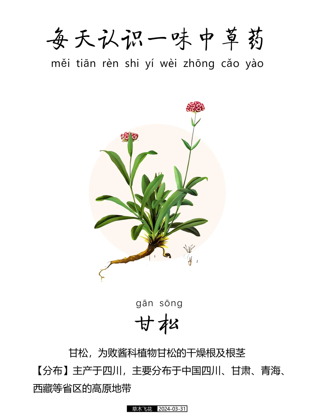 每天认识一味中草药-甘松🍀