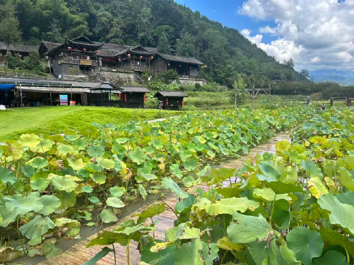 刚蹲在木栈道上拍“荷叶接天”的慢动作，镜头跟着风晃过三片荷叶都没卡；转身拍吊脚楼