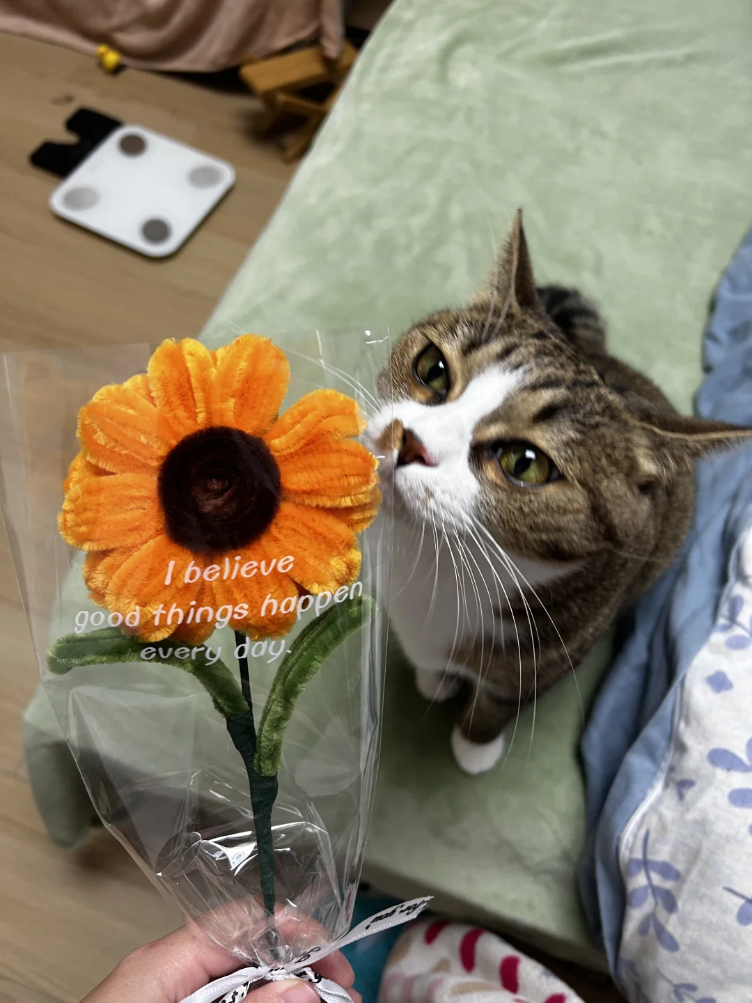 猫，送你一朵向日葵🌻