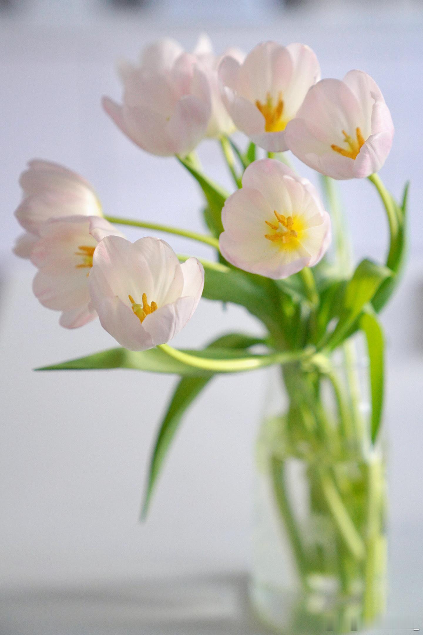 新周好呀🌷早餐番茄炒蛋、秋葵木耳炒鸡蛋、杂粮粥、蒸玉米、芋头、小番茄~ 