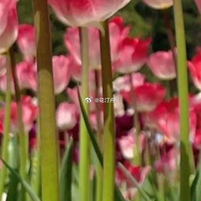 郁金香种植一、土培1. 时间：秋季9-11月（满足5-9℃春化4-6周）。2. 